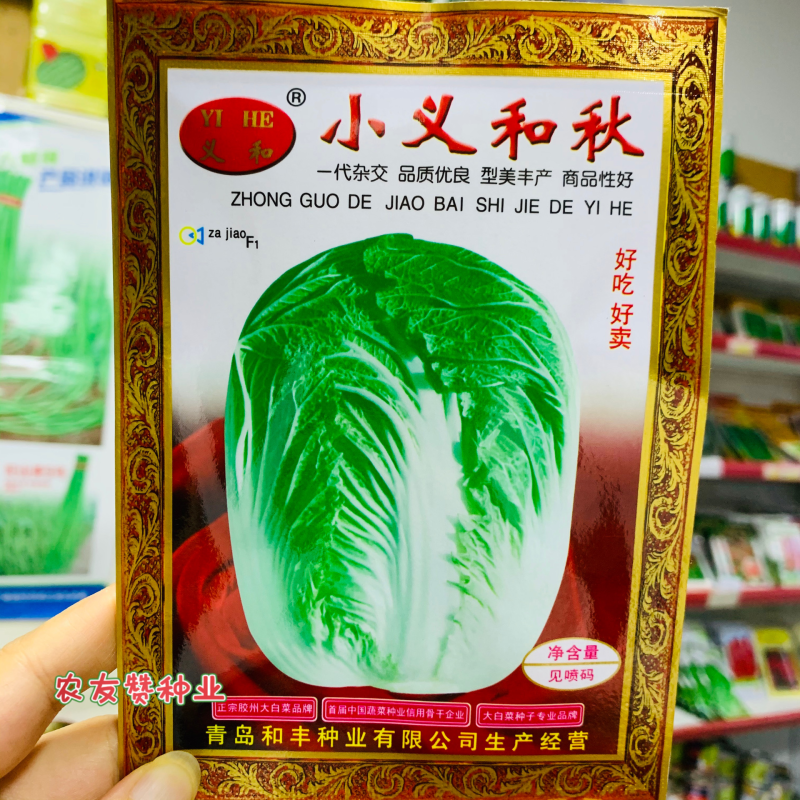 正宗小义和秋白菜种子好吃好卖结球大白菜种子净菜率高