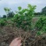 精品茉莉花苗广西南宁横县基地批发，需要可以联系我。