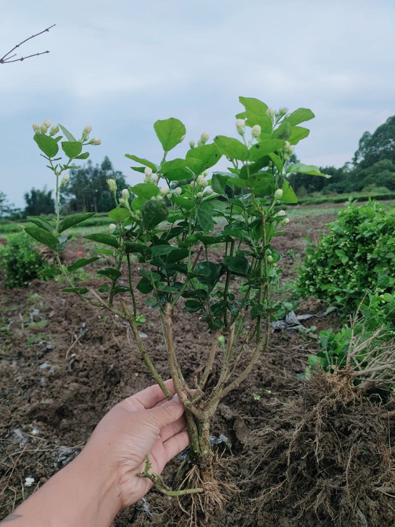 精品茉莉花苗广西南宁横县基地批发，需要可以联系我。