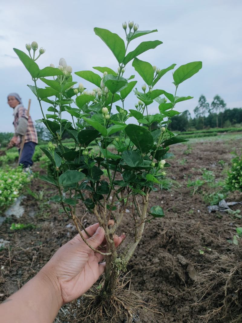 精品茉莉花苗广西南宁横县基地批发，需要可以联系我。