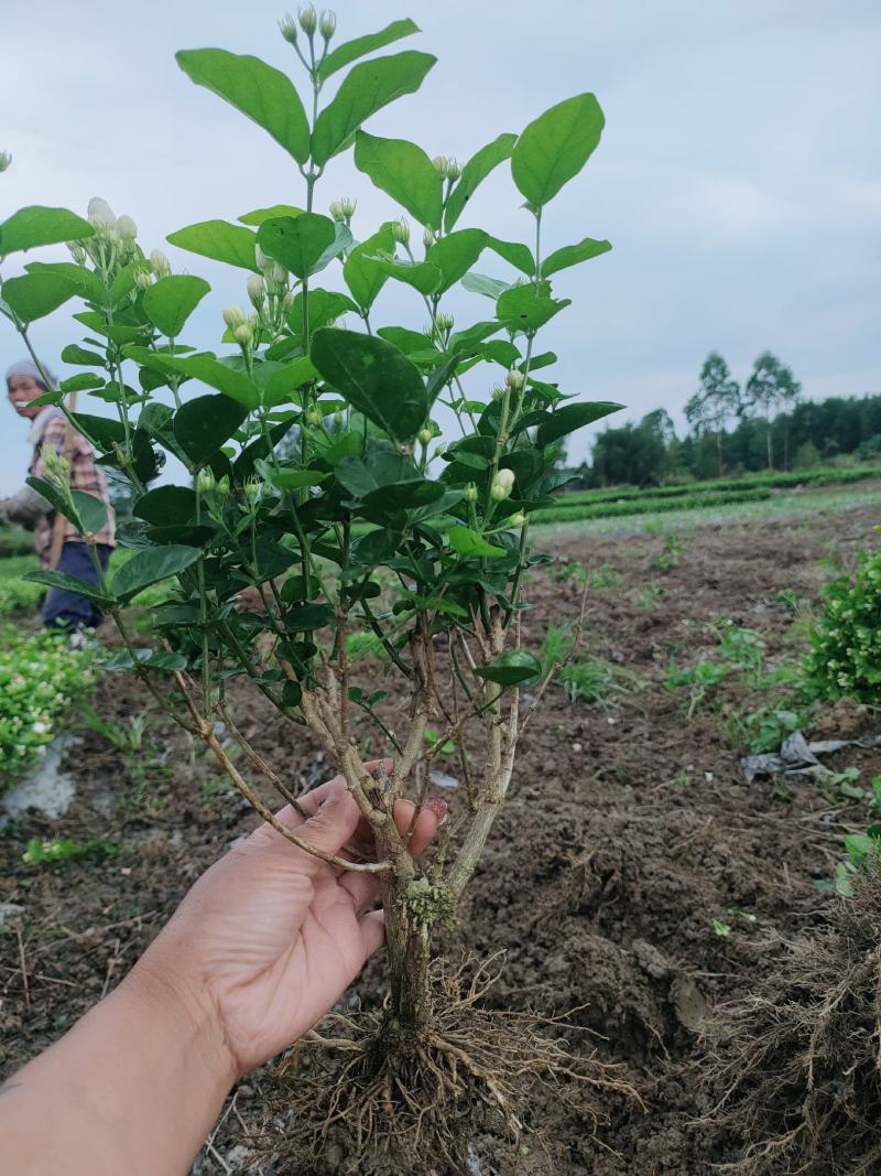 精品茉莉花苗广西南宁横县基地批发，需要可以联系我。
