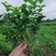 精品茉莉花苗广西南宁横县基地批发，需要可以联系我。