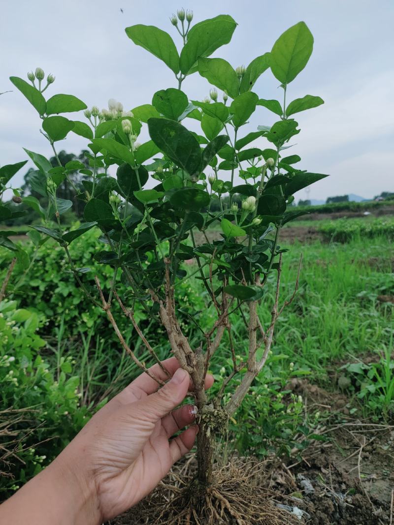 精品茉莉花苗广西南宁横县基地批发，需要可以联系我。