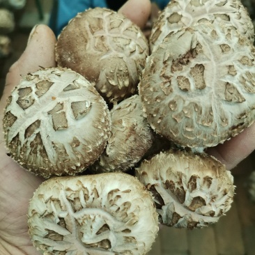 香菇