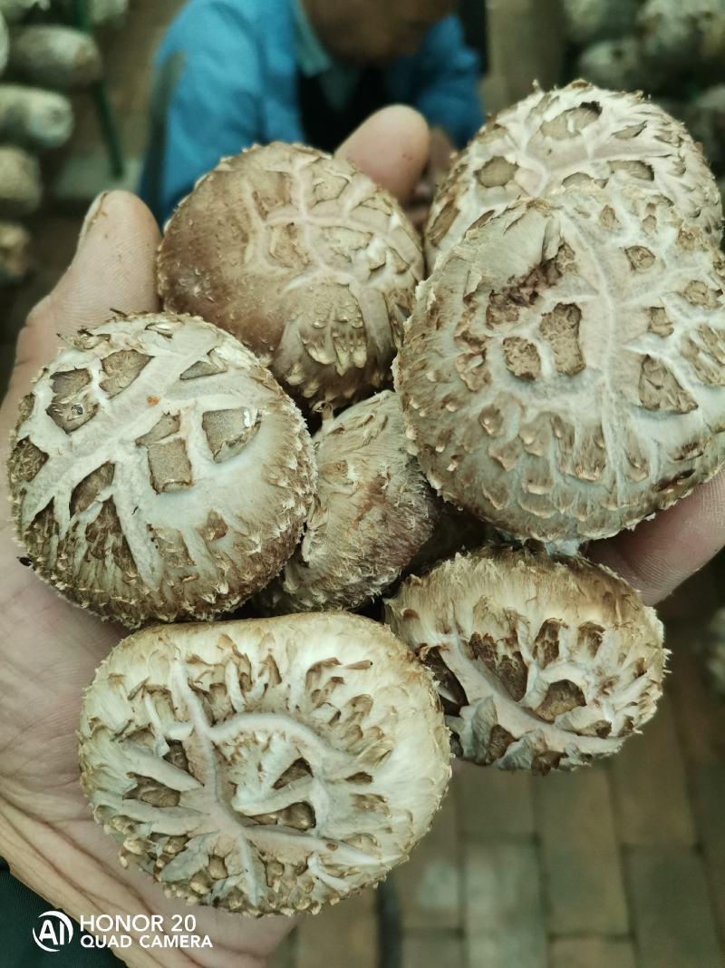 香菇
