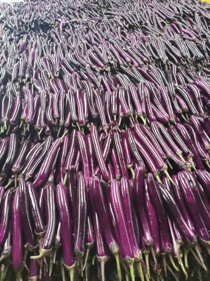红茄，黄瓜