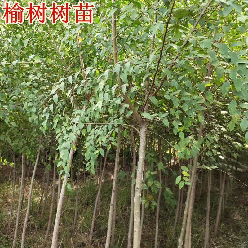 榔榆树苗盆景小叶榔榆小品盆景素材苗榔榆树盆景微型盆景优化