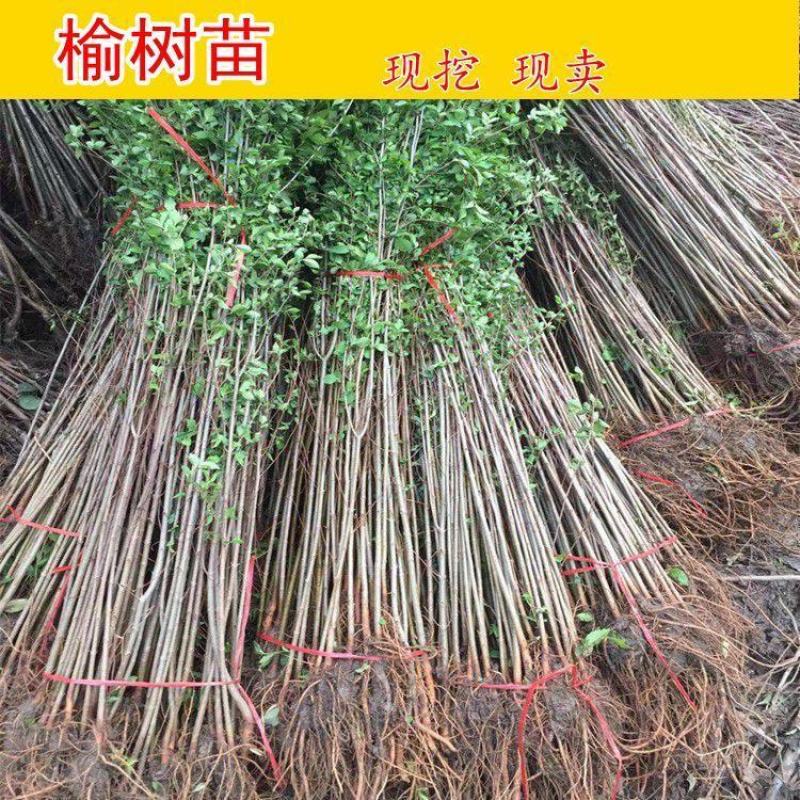 榔榆树苗盆景小叶榔榆小品盆景素材苗榔榆树盆景微型盆景优化