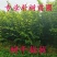 朴树树苗小叶老桩厚朴沙朴树苗庭院园林绿化盆景相思树熟桩种