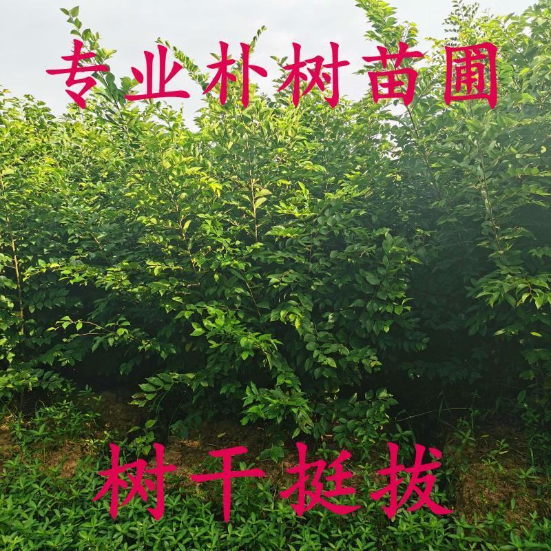 朴树树苗小叶老桩厚朴沙朴树苗庭院园林绿化盆景相思树熟桩种