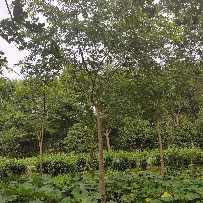 朴树树苗小叶老桩厚朴沙朴树苗庭院园林绿化盆景相思树熟桩种