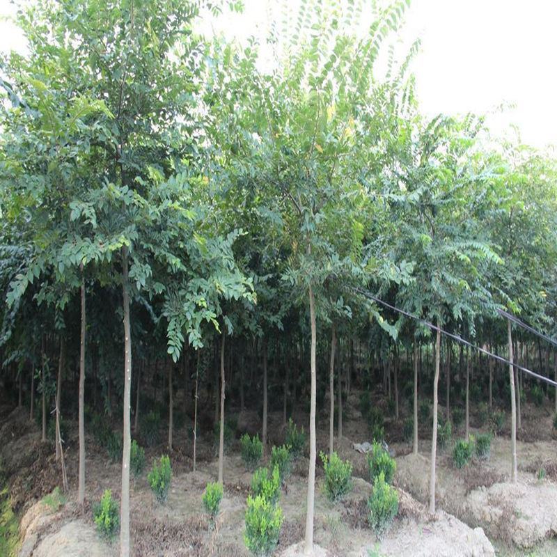 朴树树苗小叶老桩厚朴沙朴树苗庭院园林绿化盆景相思树熟桩种