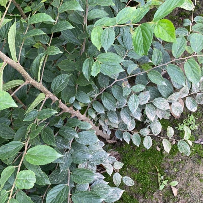朴树树苗小叶老桩厚朴沙朴树苗庭院园林绿化盆景相思树熟桩种