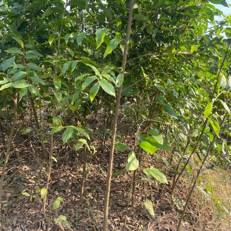 朴树树苗小叶老桩厚朴沙朴树苗庭院园林绿化盆景相思树熟桩种