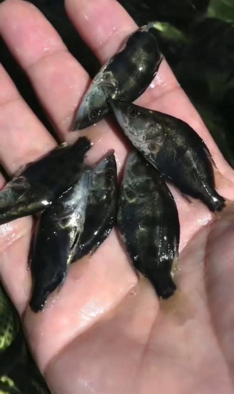 精品鳜鱼苗，基地直供，量大从优，保活，优质水产鱼苗，保质保量