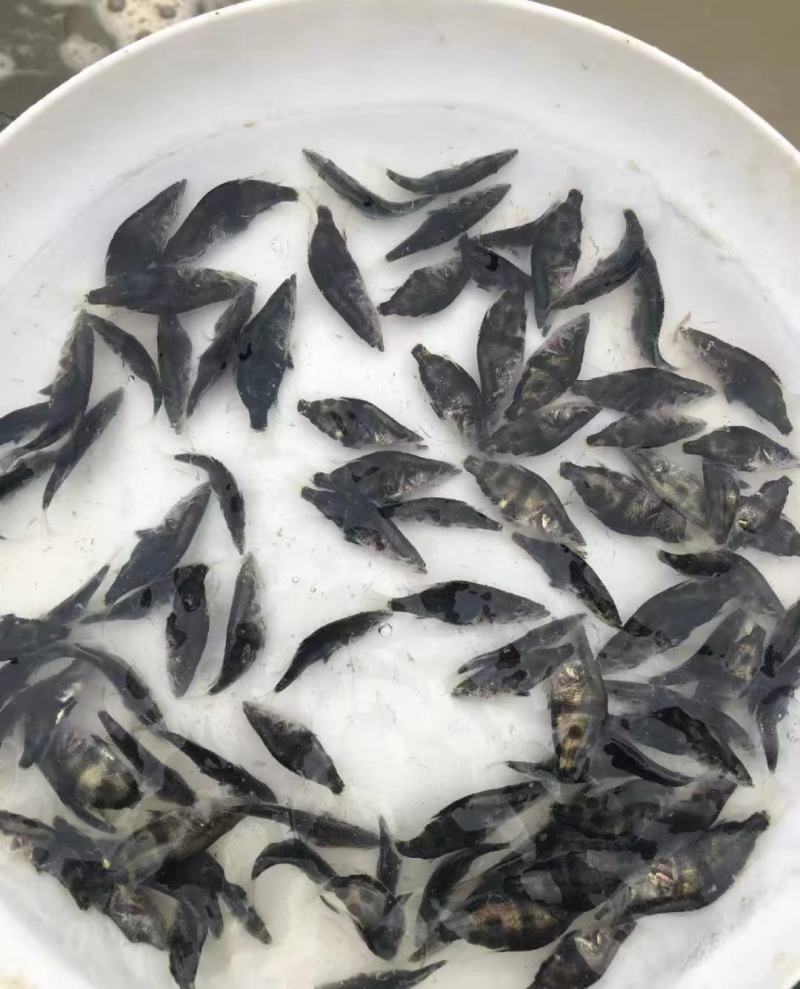 精品鳜鱼苗，基地直供，量大从优，保活，优质水产鱼苗，保质保量