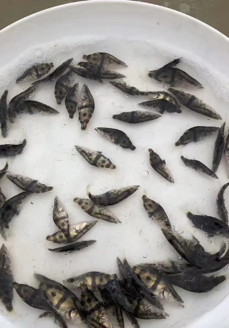 精品鳜鱼苗，基地直供，量大从优，保活，优质水产鱼苗，保质保量