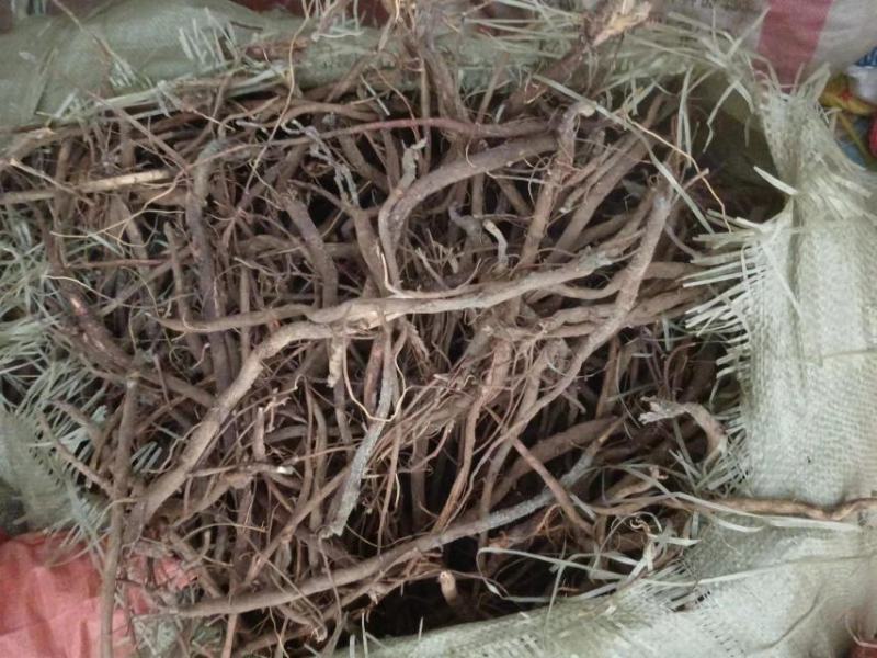 广西省河池市天峨县野生千斤拔，新鲜货，还有晒干货需要购买