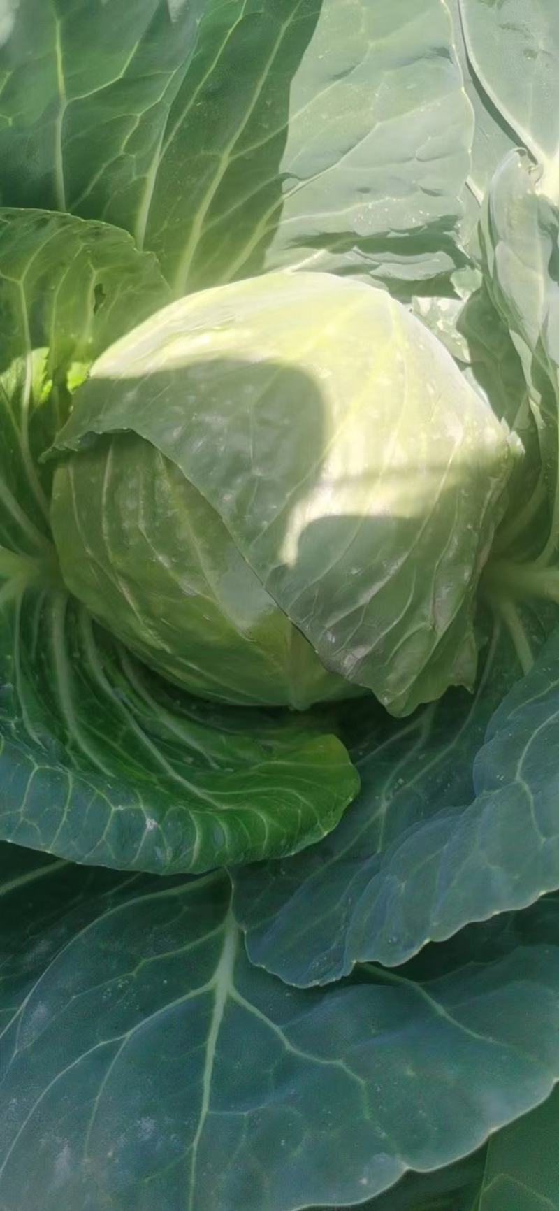 宁夏银川本地甘蓝大量上市！颜色绿无虫眼。量大可天天装车