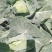 宁夏银川本地甘蓝大量上市！颜色绿无虫眼。量大可天天装车
