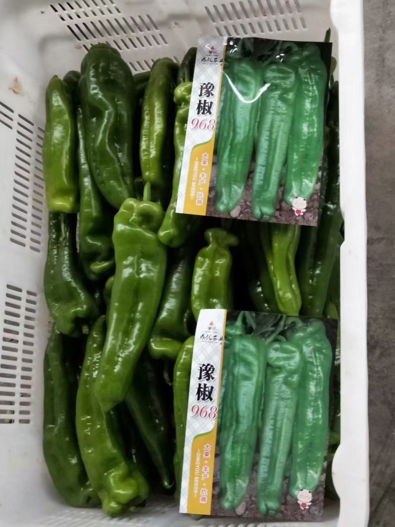 豫椒968牛角椒种子高产抗病耐热耐低温弱光易管理坐果能力