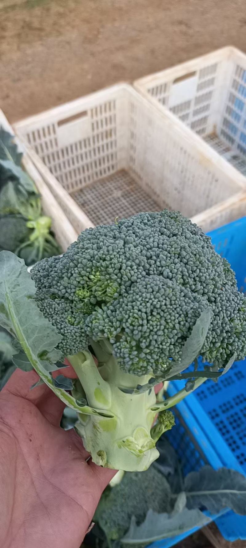 万亩西兰花大量上市，价格低箱装散装团队代办欢迎联系