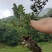 树萝卜