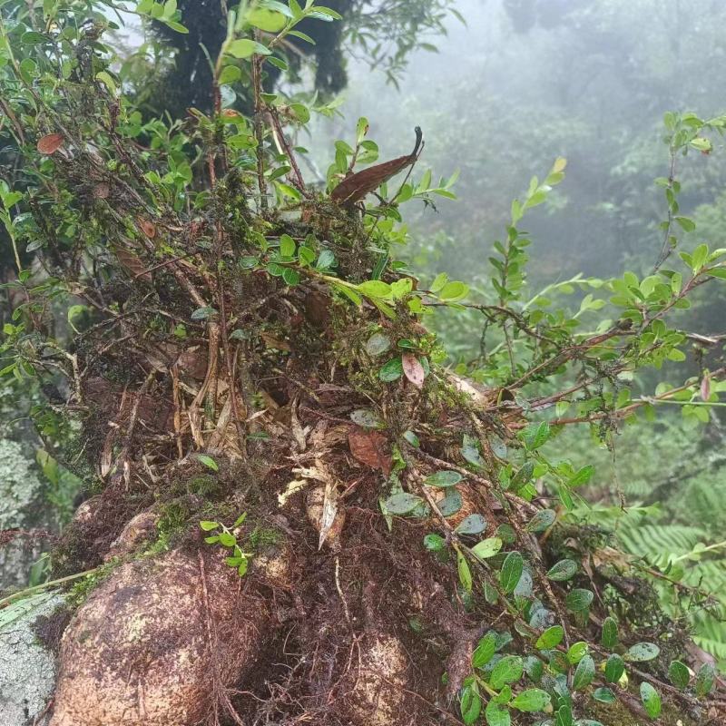 树萝卜