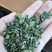 桑叶茶桑叶茶桑叶茶花茶中药材一公斤起批