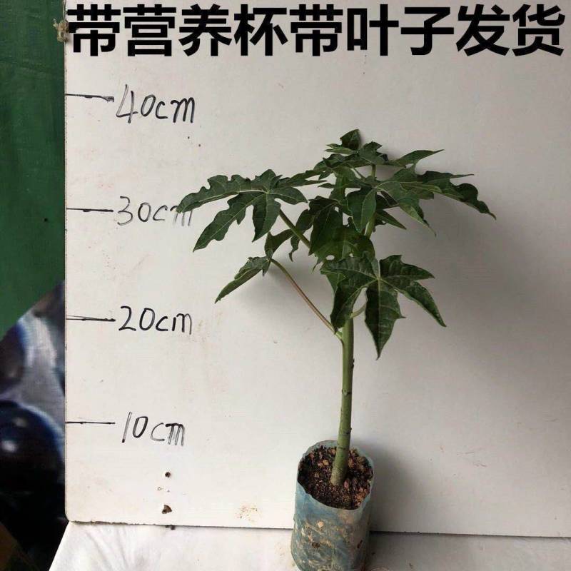 木瓜苗大清冰糖红心广西木瓜树苗当年结果南北方均可