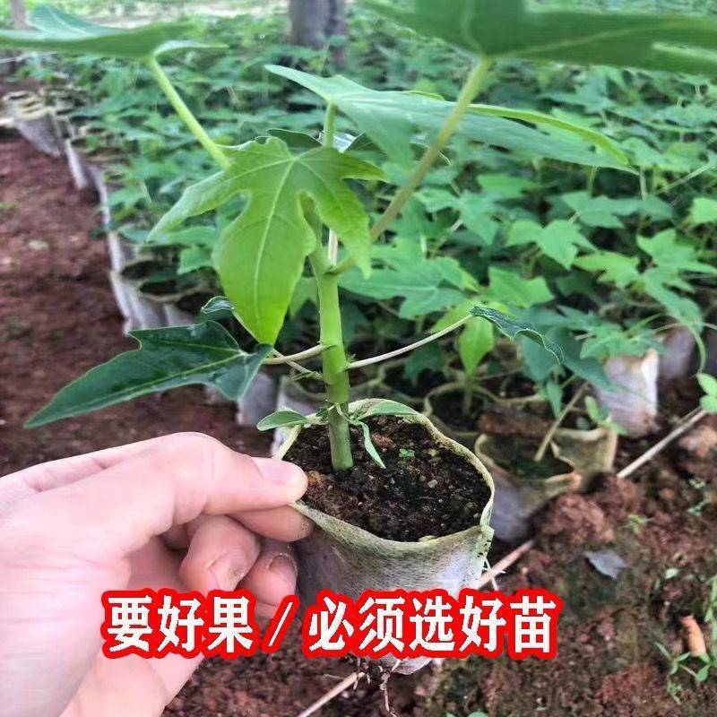 木瓜苗大清冰糖红心广西木瓜树苗当年结果南北方均可