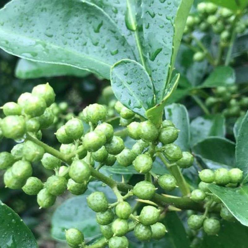 花椒〈一手货源，可视频看货，欢迎采购〉