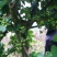 花椒〈一手货源，可视频看货，欢迎采购〉