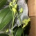 石斛兰青苹果一箱20装,10元/装,状态非常好,基地直发