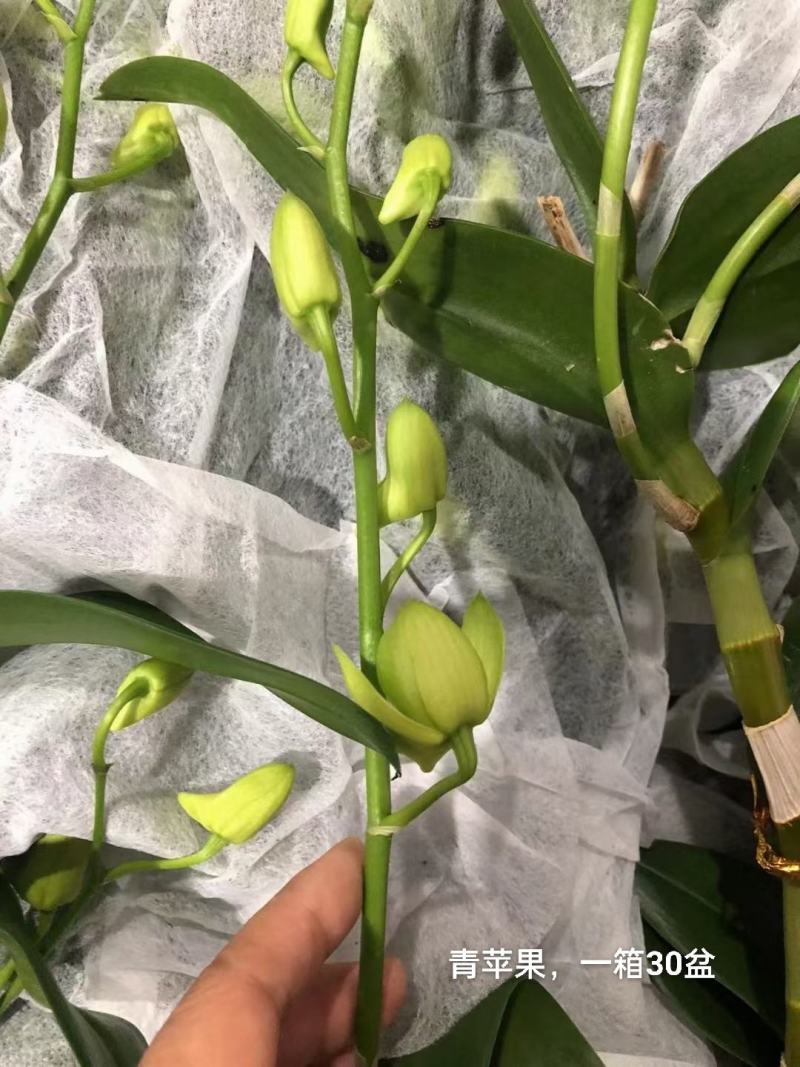 石斛兰青苹果一箱20装，10元/装，状态非常好，基地直发