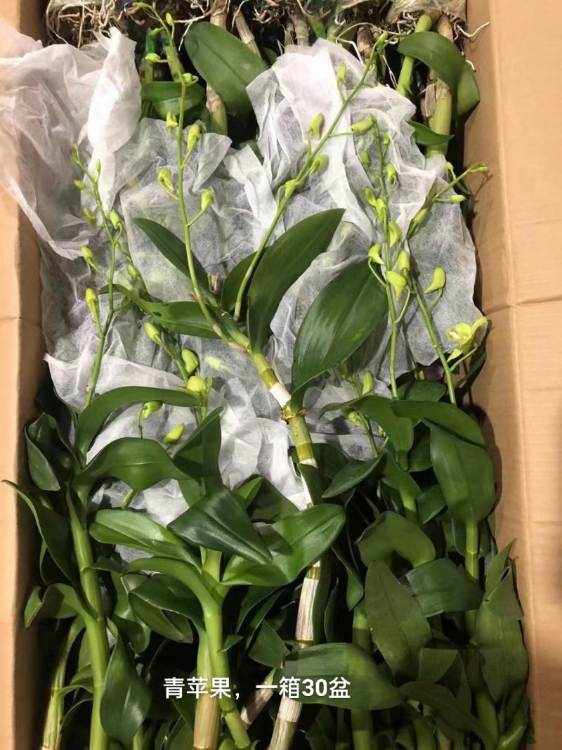 石斛兰青苹果一箱20装，10元/装，状态非常好，基地直发