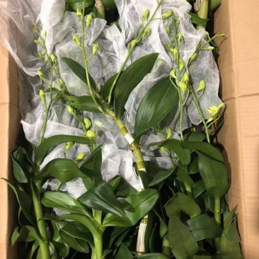 石斛兰青苹果一箱20装,10元/装,状态非常好,基地直发
