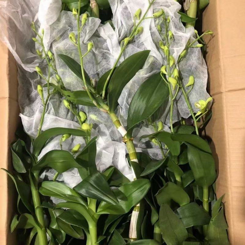 石斛兰青苹果一箱20装，10元/装，状态非常好，基地直发