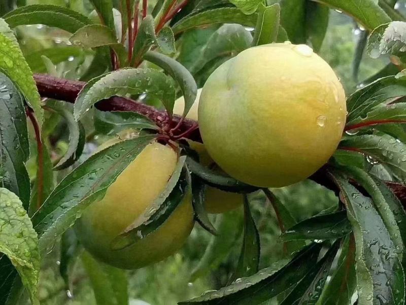 贵州安顺镇宁蜂糖李（蜂糖李之乡）