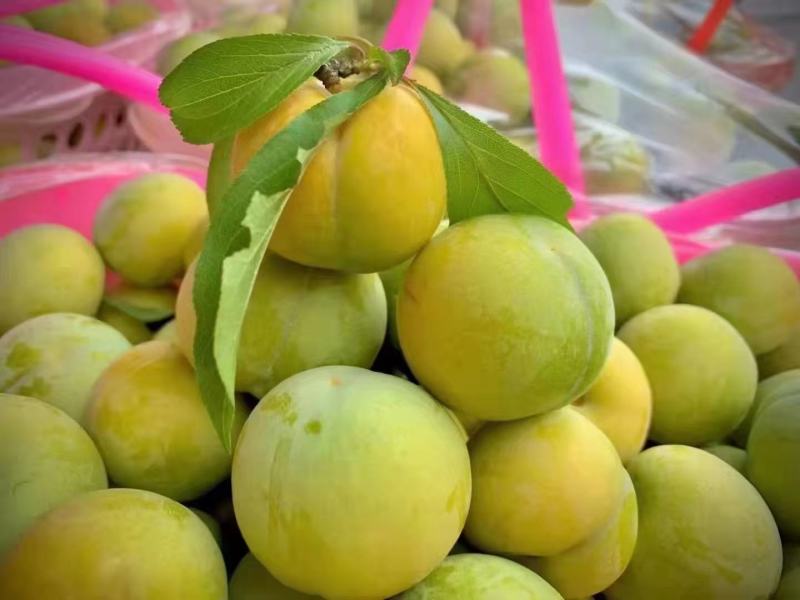 贵州安顺镇宁蜂糖李（蜂糖李之乡）