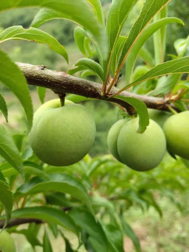 贵州安顺镇宁蜂糖李（蜂糖李之乡）