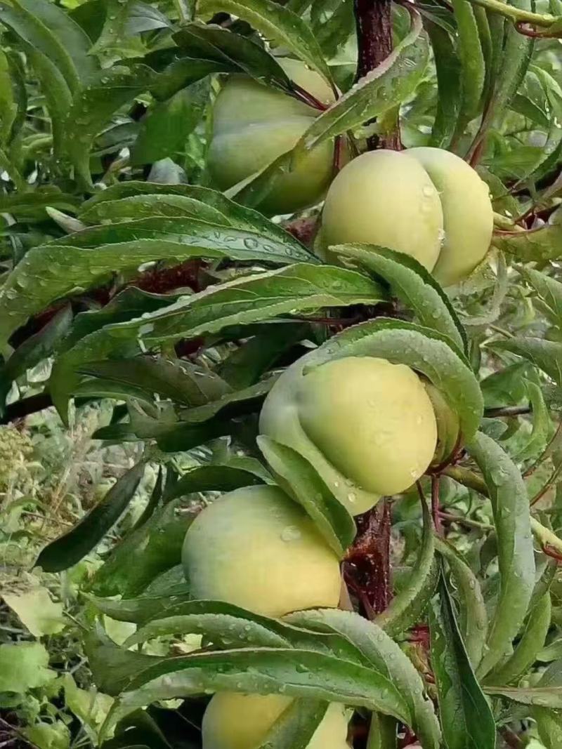 贵州安顺镇宁蜂糖李（蜂糖李之乡）