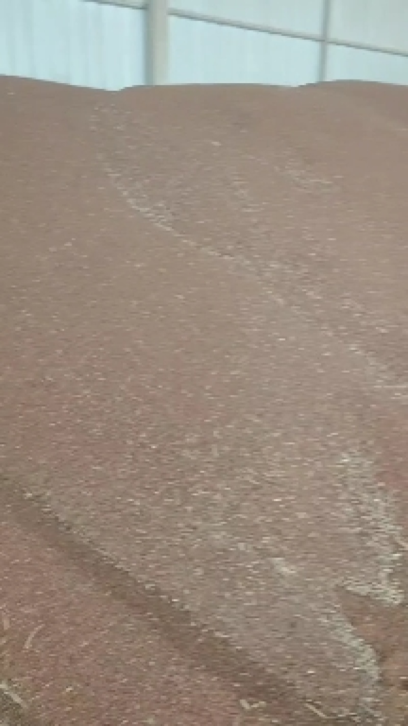 高粱