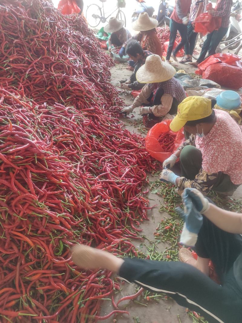 全红八号线椒，加工厂货人工剪把留帽，也可以人工去把