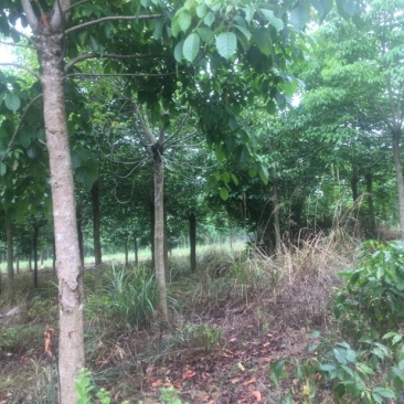 秋风树苗12–18公分