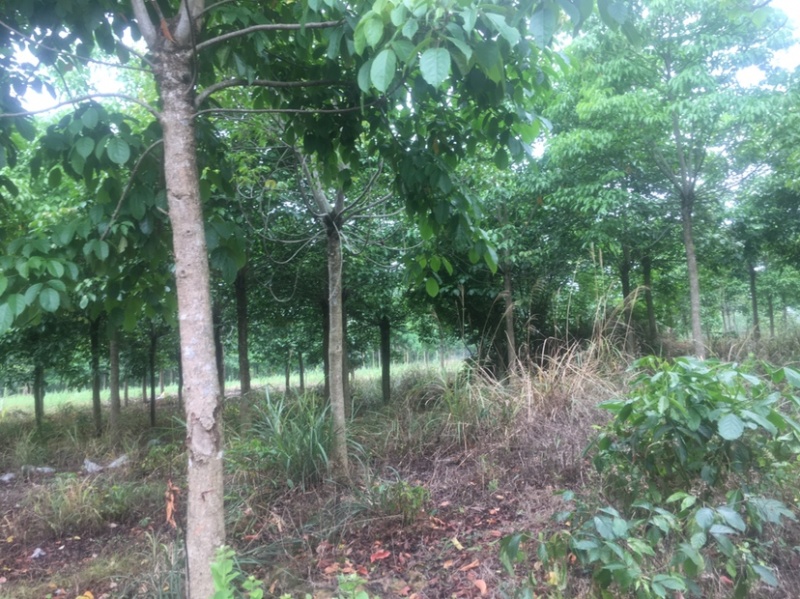 秋风树苗12–18公分