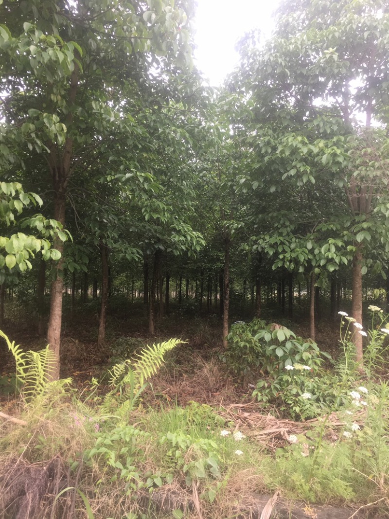 秋风树苗12–18公分
