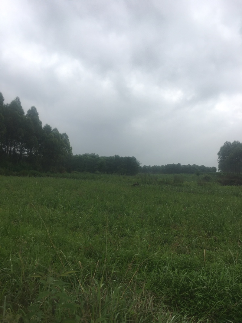 秋风树苗12–18公分