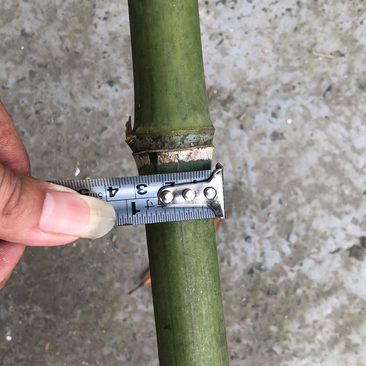 野生小竹杆1米到6米根部1.5到5.0厘米