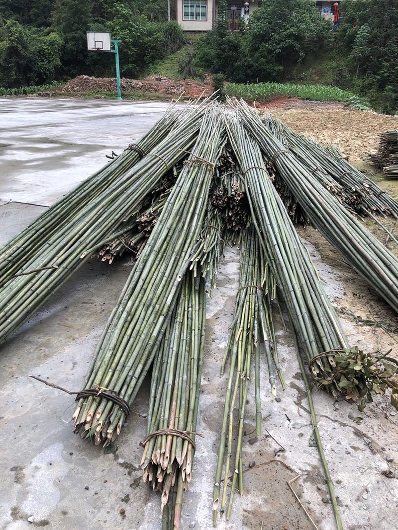 野生小竹杆1米到6米根部1.5到5.0厘米